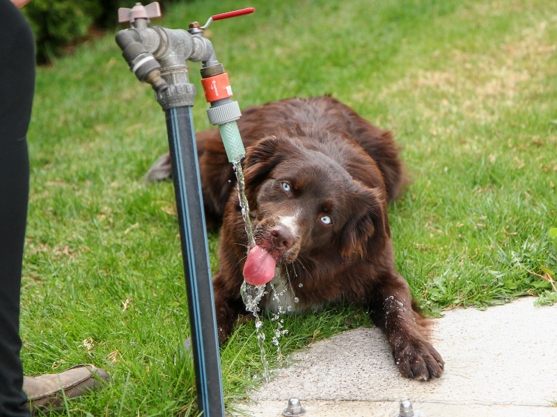 Condomínios pet-friendly: dicas para garantir a segurança dos animais de estimação